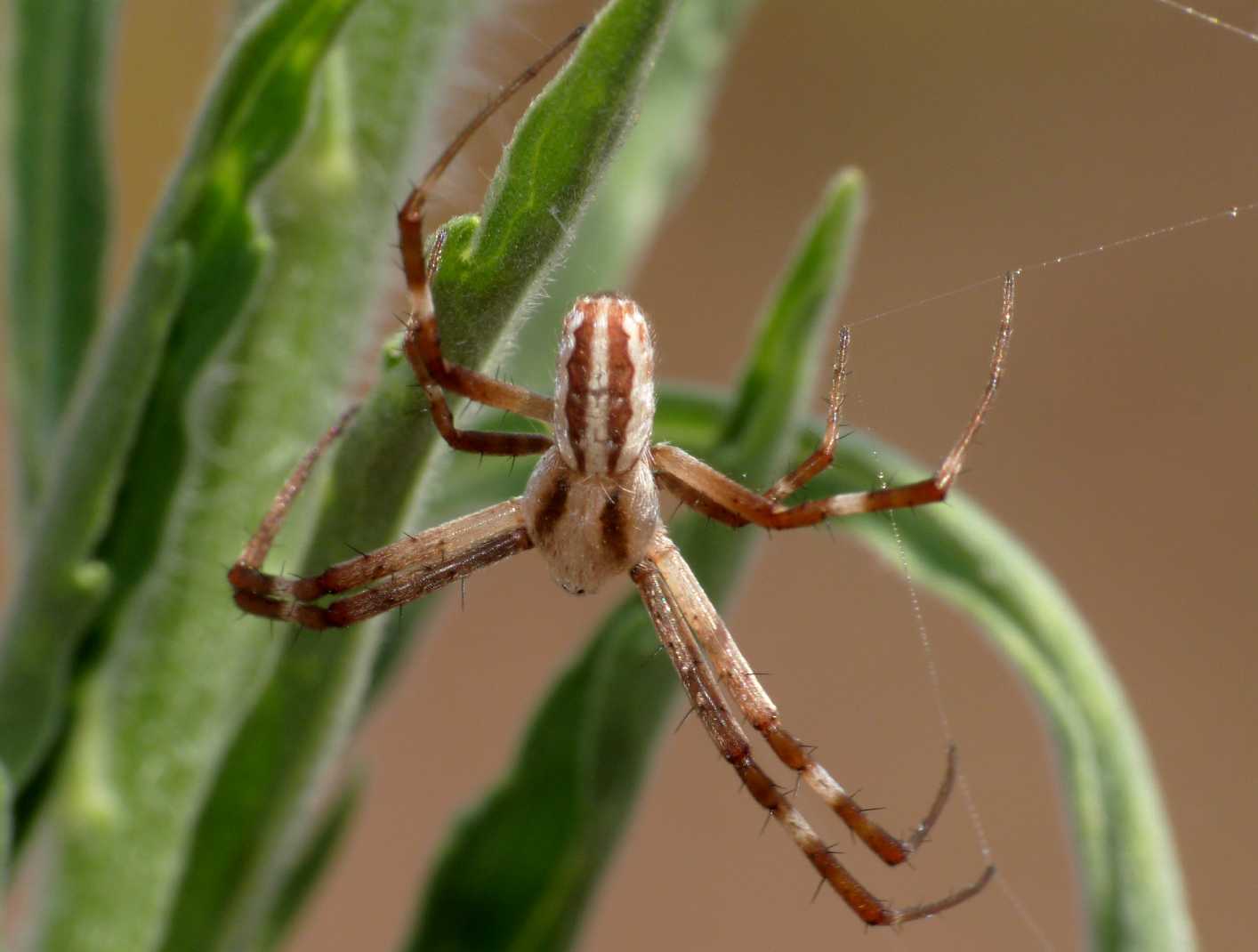 Maschio di Argiope lobata e dettaglio tela